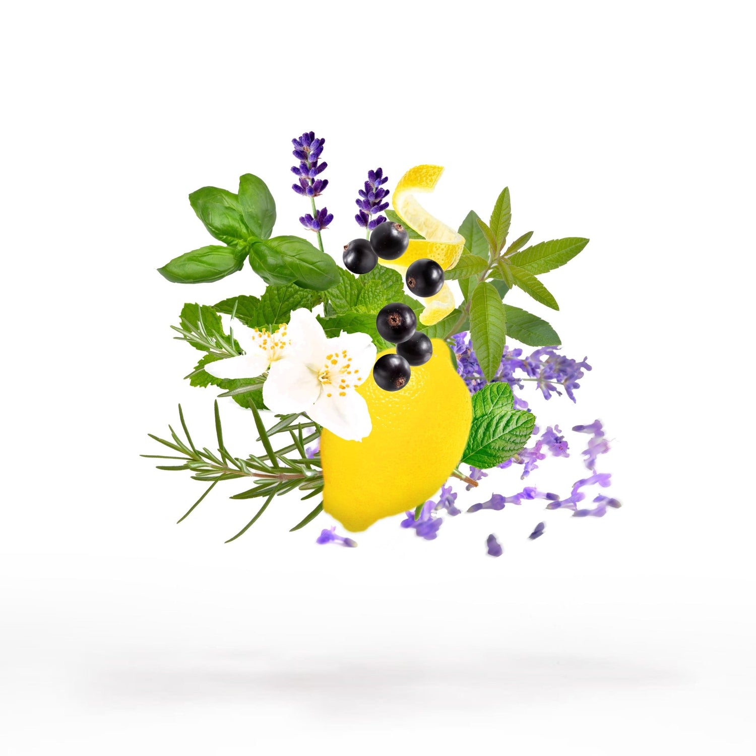 SILLAGE VITA - Sillage Fragrance